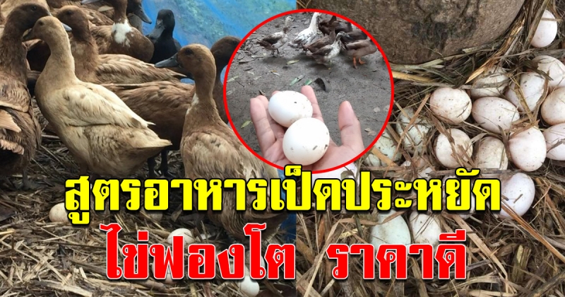 สูตรอาหารเป็ดทำเอง ลดต้นทุน บำรุงเป็ดให้ไข่ดกฟองโต เก็บขายได้ราคาดี