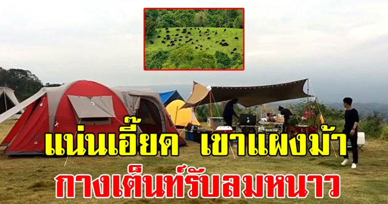 แน่นเอี๊ยด เขาแผงม้า นักท่องเที่ยว กางเต็นท์รับลมหนาวคึกคัก