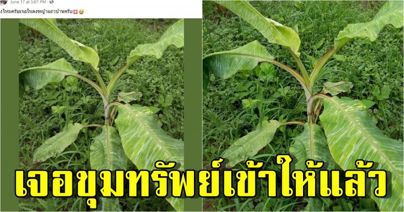 หนุ่มเหมือนเจอขุมทรัพย์ เจอในดงหญ้าแถวบ้าน โพสต์ถามใช่กล้วยด่างไหมครับ