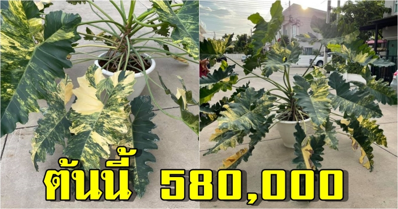 แม่ค้าสาวเปิดประมูลต้นวิลเลี่ยมด่าง เพียงไม่กี่ชั่วโมงราคาพุ่งถึง 580,000 บ.