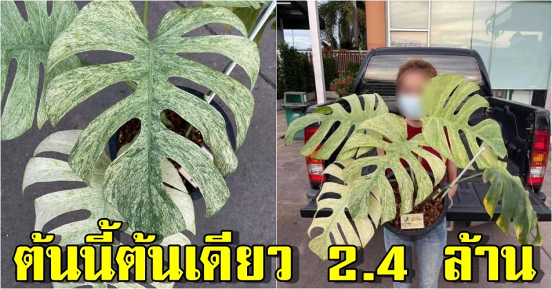 เจ้าของร้านเปิดประมูล ต้นมอนสเตอร่า ฟูลมินต์ แค่ต้นเดียวฟาดไปถึง 2.4 ล้าน