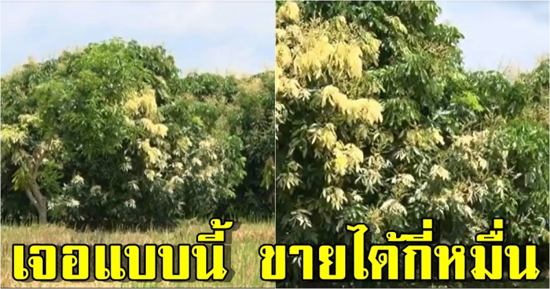 ลำไย ด่างก็มา พบต้นลำไยใบด่าง ใบออกเป็นสีทอง สลับสีเขียว