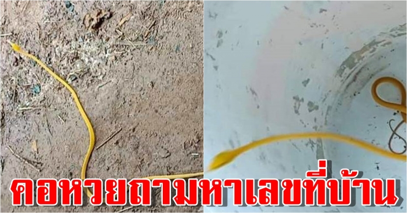 สาวโพสต์ภาพ งูเขียวสีทอง เผย เพิ่งเคยเห็นครั้งแรก คอหวยแห่ส่องบ้านเลขที่