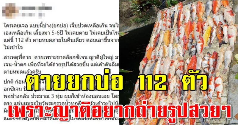 หนุ่มใจสลาย เสียปลาคาร์พยกบ่อ 112 ตัว