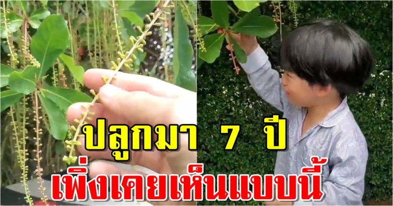 ดีเจเพชรจ้า ต้นไม้ปลูก 7 ปี เพิ่งเคยเห็นแบบนี้